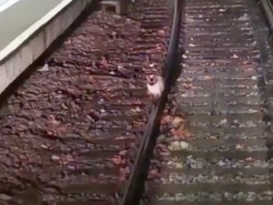 Un chat sur les rails ! 
